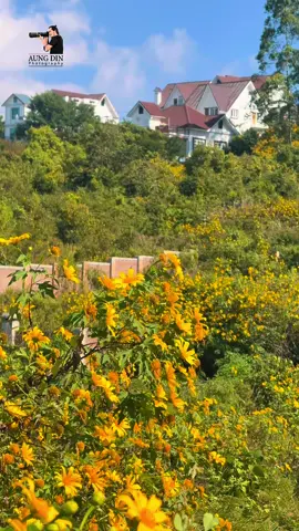 ဒီရာသီရောက်ရင် ဒီပန်းတွေ ပွင့်နေအုံးမှာပဲ ချစ်သောရေ… #foryou #fyp  #baganaungdin 