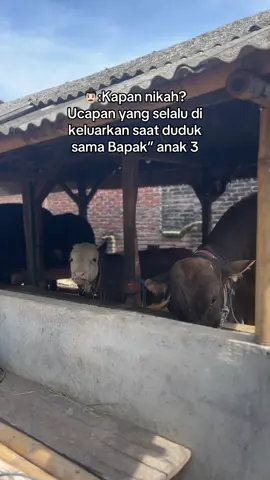 Parah dah😇#storysapi #viral #peternakmudaindonesia🇮🇩🇮🇩 #fypdong #sobatngaret 