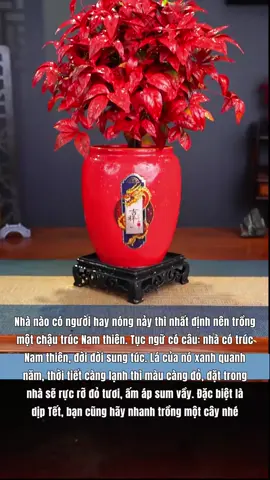 Cây nam thiên trúc #caycayphongthuy #caykiengdecor #catcanhdeban #caycanhtrangtri 