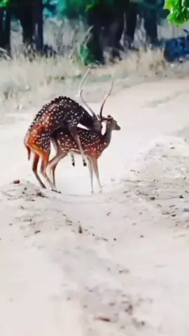 #AnimalTok #USNature🇺🇸 #WildlifeUSA #AmericanAnimals #AnimalsOfAmerica 