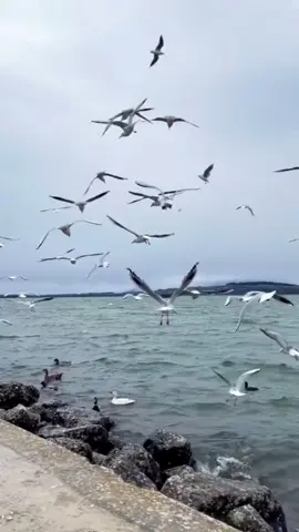 #viralvideo #dünya #humor #viraltiktok #sahtesevgiler 