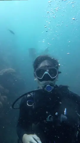 Dive Site: มันใน-หินเพิง, ระยอง 🤿⛴️🐠 ประสบการณ์น้ำเย็น หนาวมาก น้ำขุ่น วิสัยทัศน์ไม่ดี หลงกลุ่ม 555 😂💪 #diving #หินเพิง #ระยอง #trending 