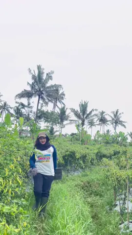 Gimana kondisi cabe kalian, ini cabe oravi sudah toleran virus dan patek😍 #petanimuda #petanimilenial #petaniindonesia🇮🇩🇮🇩🇮🇩🌿🌿 #petanicabe #masukberanda 