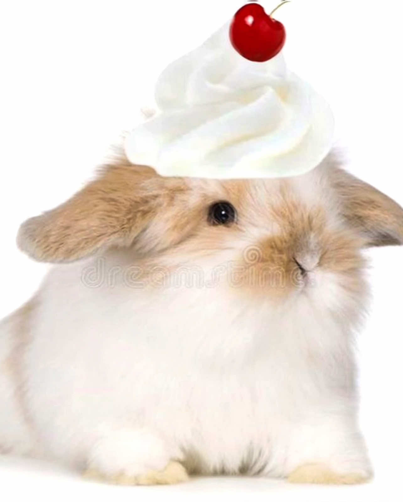 bunni bunni bunni bunni bunni bunni bunni bunni bunni bunni bunni bunni bunni bunni bunni bunni bunni bunni bunni bunni bunni bunni bunni bunni bunni bunni bunni bunni bunni bunni bunni bunni bunni bunni bunni bunni bunni bunni bunni bunni bunni bunni bunni bunni bunni bunni bunni bunni  #bunny #edit #fyp #bunni #bunnies cute transition edit for you page inspo  bunny transition ib: ynwji oc: 4elcu heart pop up thingy ib: dxeemj