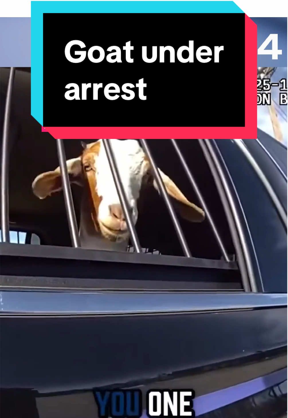 A police officer in Little Elm, Texas, captured a loose goat on the side of a busy road on Tuesday, November 25, and jokingly read the farm animal its rights. Bodycam footage released by Little Elm Police Department shows the police officer capture the goat and help it into a police vehicle. In the video, the officer jokingly gives the goat a Miranda warning. “You have the right to remain silent and not make any statements at all. Any statements you make may be used against you at trial. Any statements you make may be used as evidence against you in court,” he said. He ended the reading by asking the goat if he wanted to talk or not, stating, “Give me a baa.” The police department shared the footage to Facebook and poked fun at the incident. “Goat hops into the patrol car unasked. Demands grass. Receives grass. Accepts his rights with zero remorse. If this is your goat, please retrieve him. He’s already trying to promote himself to Sergeant,” the post read.
