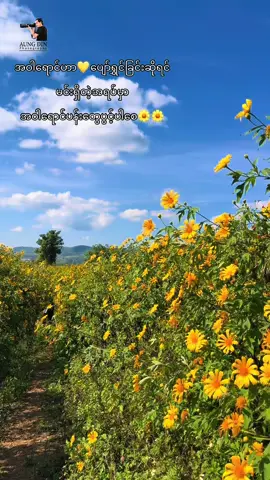 အဝါရောင်ဟာ💛ပျော်ရွှင်ခြင်းဆိုရင်  မင်းရှိတဲ့အရပ်မှာ အဝါရောင်ပန်းတွေပွင့်ပါစေ🌼🌼🌼 #foryou #fyp  #baganaungdin 