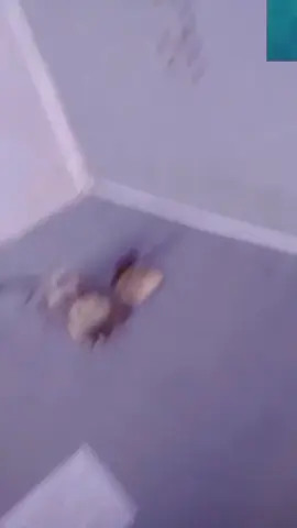 #fyppp#BungaBungaacinta#vidioviralllllllllllllllll📍 