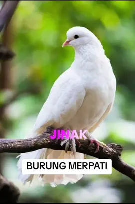 Membalas @amangkaraoke Kita reborn kan lagu nya 😭😭😭 #viraltiktok #viral #fyp #laguviral #merpati 