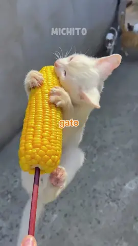 ⚠️🐱 5 comidas que pueden acabar con la vida de tu gato 😿 ¡Aquí te maúllo! #CuidadoMichi #Gatos #michito