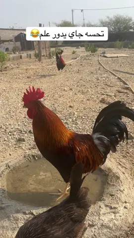 #مهاوش #دجاج_ترثه #دجاج_عربي #اكسبلورررررررررررررررررررر♡♡ #اكسبلورررررررررررررررررررر💥🌟💥🌟💥💥🌟🌟🌟🌟🌟 