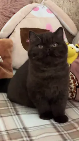 Santa Royal Edelweiss BRI chocolate, female #kitten #britishshorthair #cinnamon #cats #british 