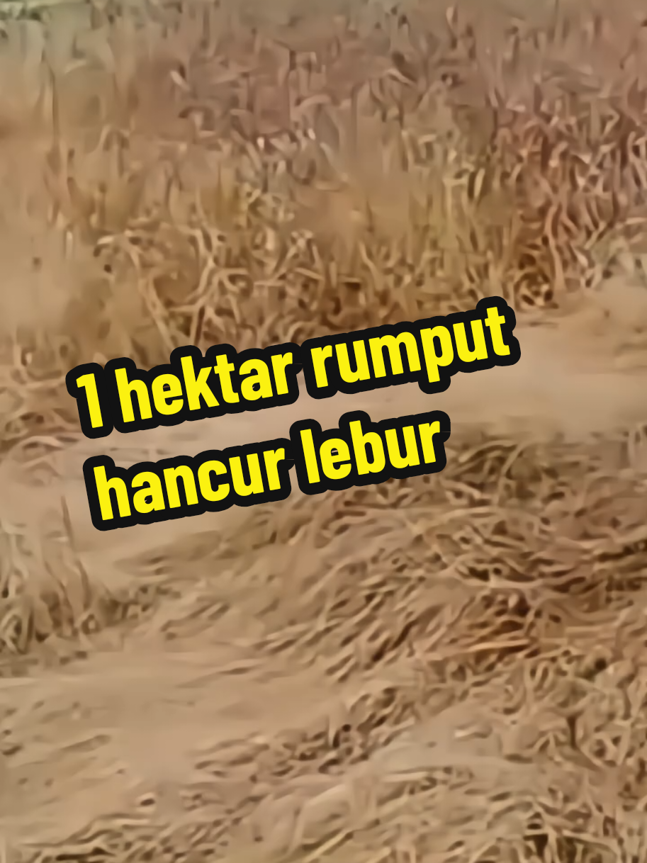 Herbisida cepat kerja Pembasmi gulma bandel Rumput mati sekali semprot Pembersih lahan efektif Solusi gulma petani #winsa135sl #herbisida #obatgulma #obatrumpu