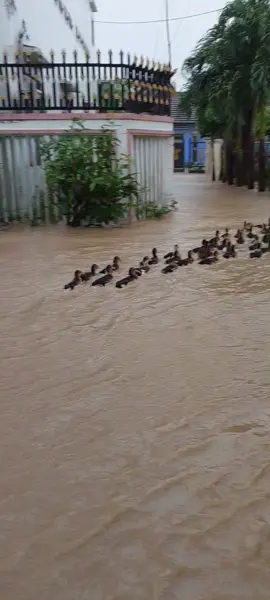 Lũ về ai cũng buồn, chỉ có mấy ẻm là vui #phuyen  #mualumientrung