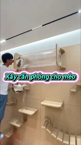 Xây căn phòng cho mấy bé mèo #chuyennhansac 
