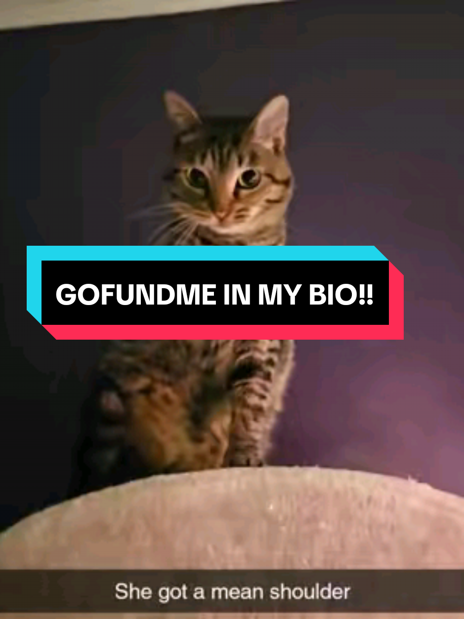 This is Pepe! 🍗 She was brought into the family in 2021 when we thought she was a 3 month old kitten but was actually 6 months old! she was malnourished and lost function in her right front arm and needed it amputated. she has the smallest part of her forearm that I call her chicken wing and she KNOWS how to use it 🍗 please consider donating for her travel home! link is in my bio!! #fyp #cats #tripodcat #donation #gofundme 