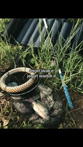 🤙🤪 #fyp #mancing #mancingnyobok #ryoshikakuzzu #wadukdelingan 