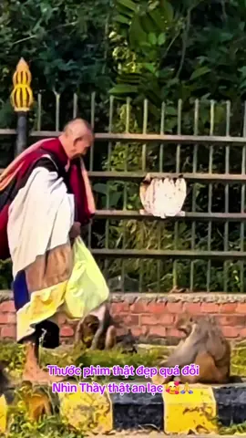 Tôn Ngộ Không và Sư phụ 🥰😊 #xuhuong #thichminhtue #gaimienque ☘️🌸