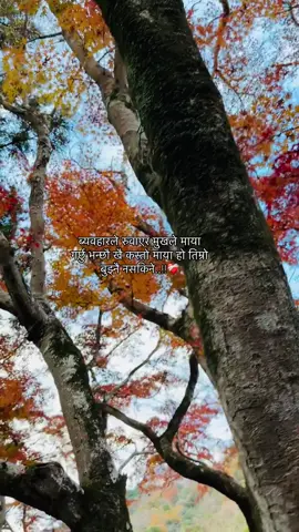 Look at the tree leaves 🍁 how they are shining 🤗🫠#❤️ #fypシ #repost #foryou 