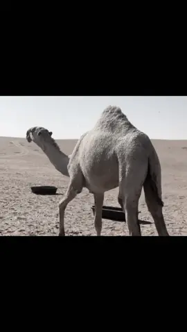 #بدون_موسيقى 