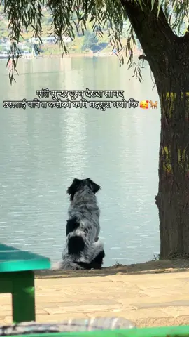 Heartwarming moments captured at Pokhara Lakeside.  #fyp #foryou #fyppppppppppppppppppppppp #pokhara #lakeside 