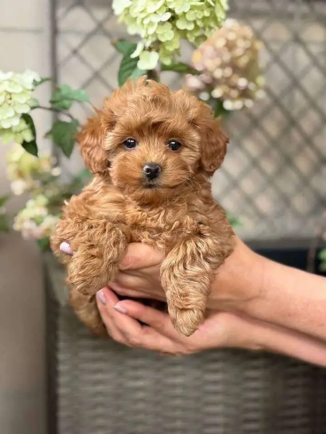 #Miniature Maltipoo Puppies available for adoption Available Maltipoo puppies updated with shots and ready for good homes immediately. We have  many litters and some from good ones like us here. So youre welcome to take part in the choice and arrange meeting or delivery for those on drivable distances. They have very good temperaments and come with the best personalities making it easy in a new environment. If interested in please 🙏 message to start an adoption application. We’ve got both long and short hair all ready to go to new homes 🏡  #dogrescue #sandiegodog #Miniature Smooth coated Maltipoo  #itsthepits                      # # Miniature Smooth coated Maltipoo  puppies for rehoming and adoption usa  Smooth coated Maltipoo puppies  for rehoming near me # Miniature Smooth coated Maltipoo puppies  for adoption near me # Miniature Smooth coated Maltipoo  Smooth coated Maltipoo  for adoption  Smooth coated Maltipoo rescue groups Miniature Smooth coated Maltipoo puppies for sale near me # Miniature Smooth coated Maltipoo  for rehoming Available in  Alabama, Alaska,    ,  , ,   ,   of Columbia  ,   , ,  ,  Guam ,  , ,  , ,  , ,  ,  , ,   Hampshire,  Jersey,   Mexico,  York,   Carolina,  Dakota,   Mariana Islands , , … ###                               