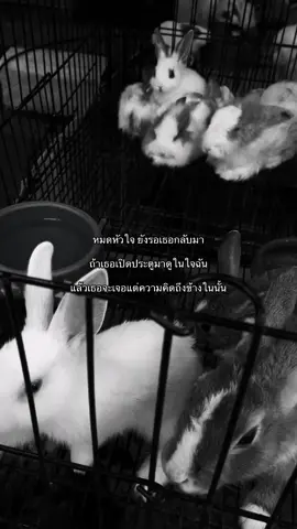 #เธรด #ฟีด 