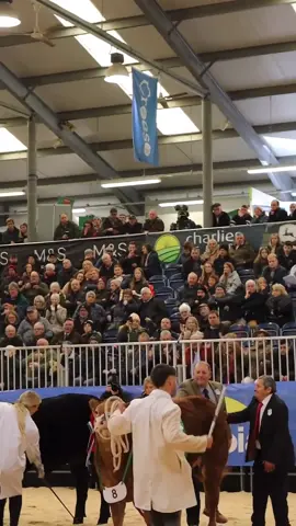 Glangwden Velvet Overall Supreme Champion at the Royal Welsh Show @Cai Edwards #overallchampion #royalwelshwinterfair #limousin #heifer #champion 
