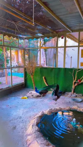 #طاوورس #طيور_الزينة #اكسبلورexplore #fypシ゚viral🖤tiktok 