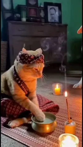 “Dukun Oyen cuma mau nyembuhin… tapi pasiennya malah kabur disemprot air suci 😂💦”   #OyenDukun #MantraKucing #KucingDukun #AnjingKaget #VideoLucuIndonesia     