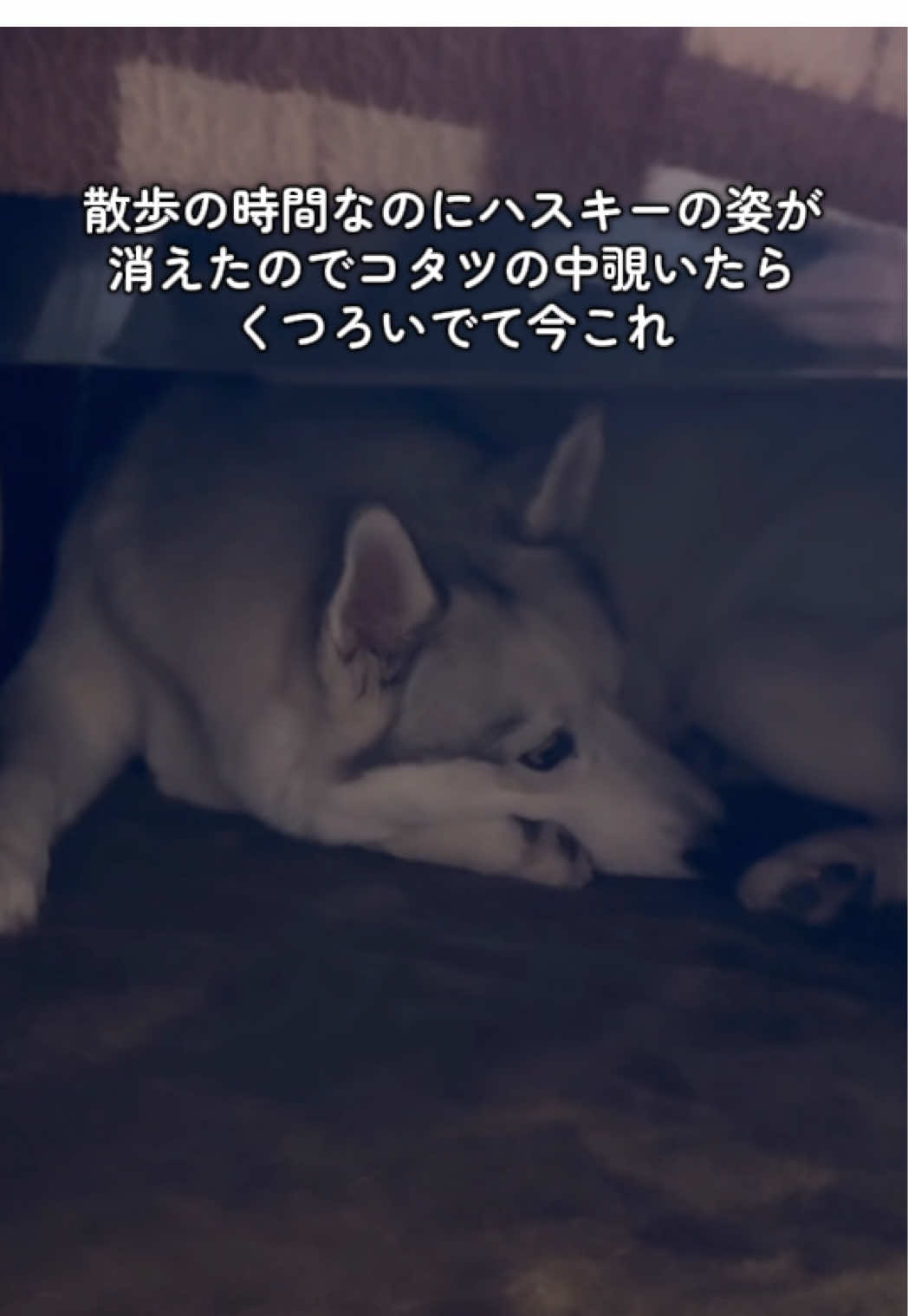 ボスプーも呆れてた #シベリアンハスキー #もうシベリアには帰れないハスキー #ボスプー 