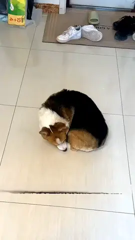 Check your dog's paws right now!🐾 #dogpawbalm #doghacks #musthaves #dogmomlife #winterdogcare 