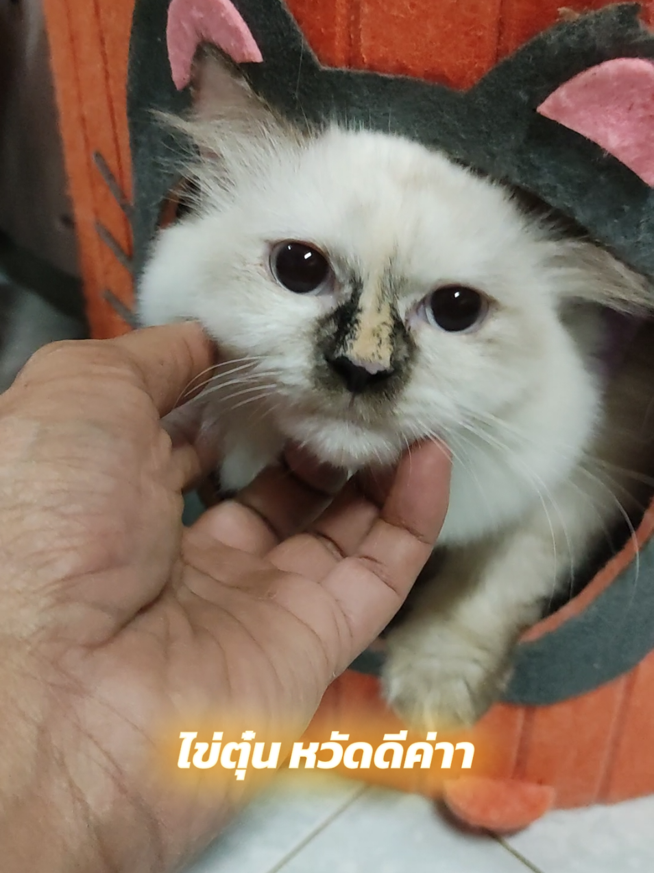น้องไข่ตุ๋น #บ้านน้องเหมียวมูมู่ #mumucatfamily #cutecat #catsoftiktok #แมวทอร์ตี้พ้อยท์ 