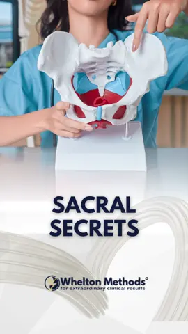 Dr. Whelton explains the biomechanical contributors to sacral and pelvic pain for better patient care. To learn more clinical and cash based clinic teachings from Dr. Whelton join his FREE VIP Inner Circle Group for rehab professionals click here: https://www.skool.com/whelton-methods-8514/about?ref=38f3f6e863d74b5e872c64f804237492 Dr. Ryan Whelton, DPT, is a licensed physical therapist and founder of the Whelton Methods®. These clinician-focused techniques are intended to support pain relief and functional improvement in patients with various musculoskeletal conditions. Dr. Whelton teaches licensed healthcare providers how to apply these concepts in practice through his online courses and publications, available at www.wheltonmethods.com. DISCLAIMER: The Whelton Methods® are intended for use by licensed healthcare professionals for educational purposes only. The content does not constitute medical advice, diagnosis, or treatment. The techniques and perspectives presented are based on clinical experience and published case insights, and are not intended to replace evidence-based clinical judgment or standards of care. Results vary depending on patient condition, setting, and practitioner application. Always follow applicable licensing laws and clinical guidelines before implementing new techniques. #SacralHealth #PelvicPain #WheltonMethods