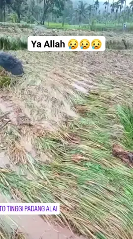 Sawah warga yang sebentar lagi mau panen, hancur karena banjir 😢 #ranahminangkabau #padangalai #banjir #inforanahminangkabau #sumbar 