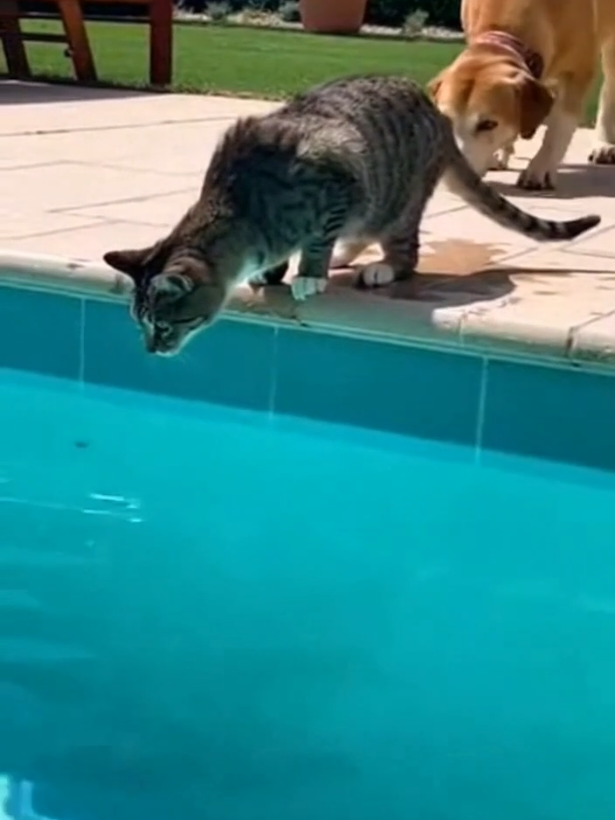 Dog got chance 😂 #petlover #funny #funnytiktok #funnyvideos #funnymoments 