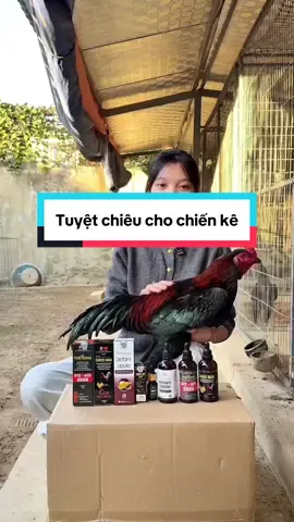 Bí quyết cho chiến kê luôn sung sức khoẻ mạnh, chiến đâu thắng đó  #gà_đá #chiếnkê #xuhuong #gà_chọi #gà_chọi_việt_nam 