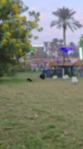 أهلاً وسهلاً بكل محبي الطبيعة والجمال! 🌸✨ في منتجع سيد منير السياحي، الأجواء هنا ما بين الورود الملوّنة نهاراً والإضاءة الساحرة ليلاً بتخلق لكم تجربة استثنائية. 🌿🌌 شوفوا هذي الزوايا الحلوة، من حدائقنا المزهرة على ضفاف النهر لجو السهرات المضيء حول المسبح. إذا تحبون تعيشون لحظات راحة واسترخاء، تعالوا زورونا. تابعونا على حساباتنا على إنستغرام وفيسبوك وتيك توك لمزيد من التفاصيل! 😉 #الشطرة_مدينتي  #مشاهير_العرب  @المغامر زوني كلاسك 