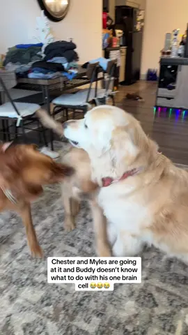 This has been going on for 2 days send help #goldenretriever #dogmom #goldenretrieverlife #goldenretrieverpuppy #dogsoftiktok 