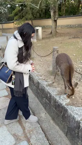 Căprioarele din Nara te mușcă - Partea I