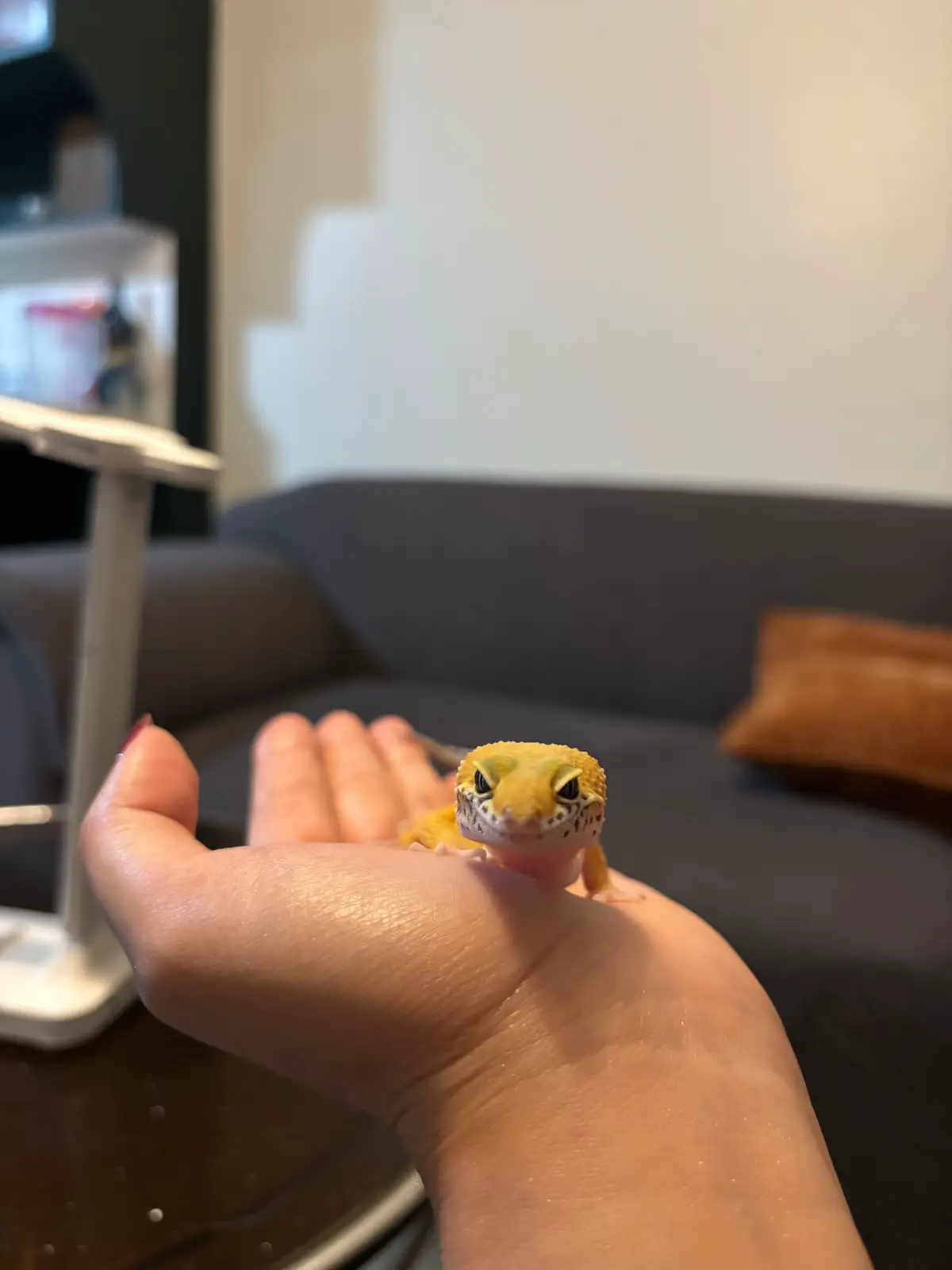 Oh I been busy. Got my Leo yesterday and he escaped last night 😭 I found him between the sofa. He’s fine. I’m fine 🤧 #exoticpets #leopardgecko 
