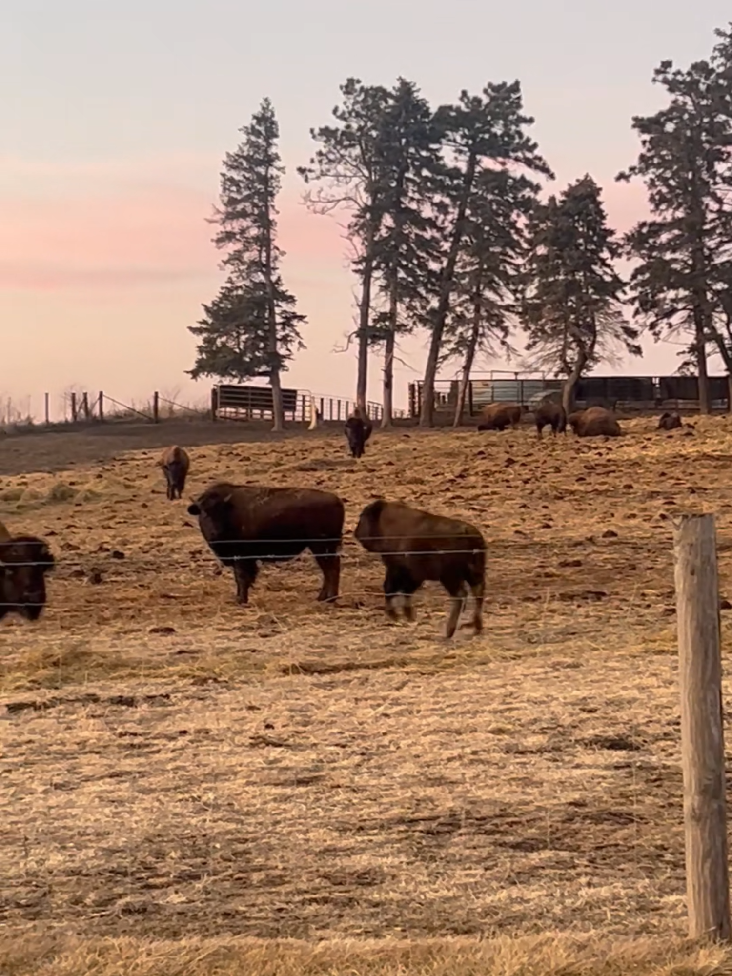 This calf woke up feeling extra today 🤣🦬 When bison calves get excited, they do this adorable little hop-and-kick routine that we lovingly call the “bison bounce.” It’s pure joy, and this little girl is full of it! These playful bursts are some of our favorite things to catch on camera — guaranteed to brighten your day! 🦬 **Thanks for watching LIKE & SUBSCRIBE for more bison babies, ranch life, and prairie smiles #bison #buffalo #bisonbaby #bisonbounce #happycalf #cutebabyanimals #ranchtok #ranchlife #prairielife #iowa #glamping #sunsethillsbisonranch #bisonbushelsandbunking #fyp #foryou #babyanimals #pastureliving #midwestlife #ranchvibes