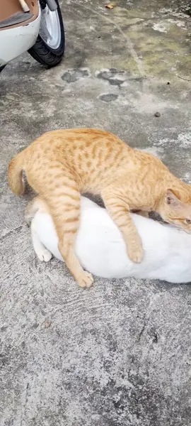 ây das 🤣🤣🤣#Tuyết #xuhuongtiktok 