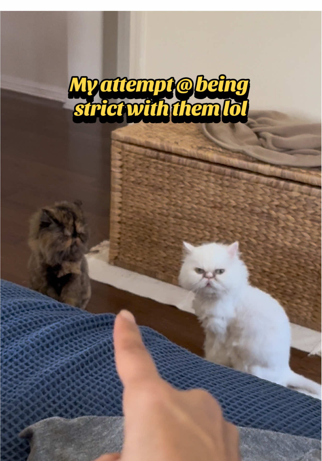 Cute funny viral Persian kitty cats tortie pets cat #foryou #foryoupage #fyp #persiancat #fypシ 