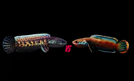 Nữ Hoàng và Lửa Băng #fishking #tpgfish #channaauranti #channafireandice 