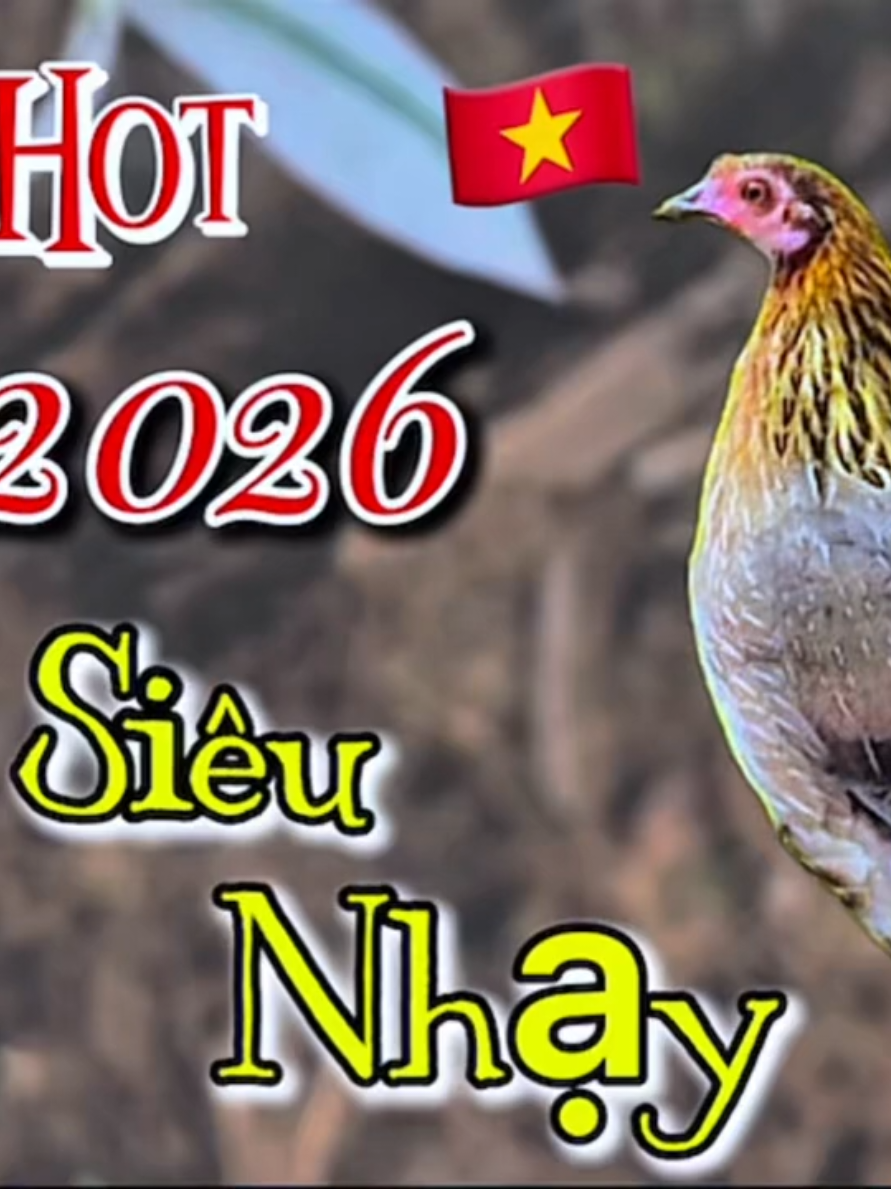 tiếng gà mái rừng mồi chuẩn mp3 #baygarung 