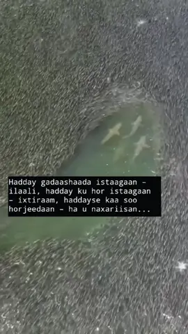 #slayking💯21beu0121do1🥷 #مسكوره🥀🏴‍☠️ 🥀kngboy🏴‍☠️🙂‍↕️🥀🖤🎶🎤🎬my_design #peakyking15 🎼✅🔥🚬 