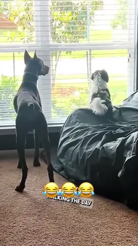 #talking #voiceover #funnyvideos #animals #dogsoftiktok 