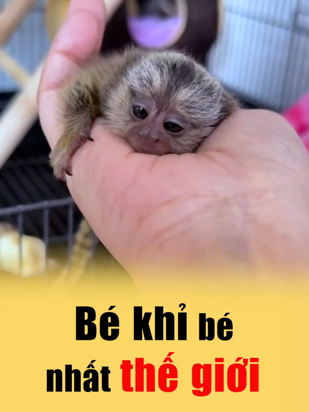 Bé khỉ bé nhất thế giới nặng chưa bằng quả táo #khiduoisoclun #petdocla #dongvatdangyeu #khingontay #LearnOnTikTok