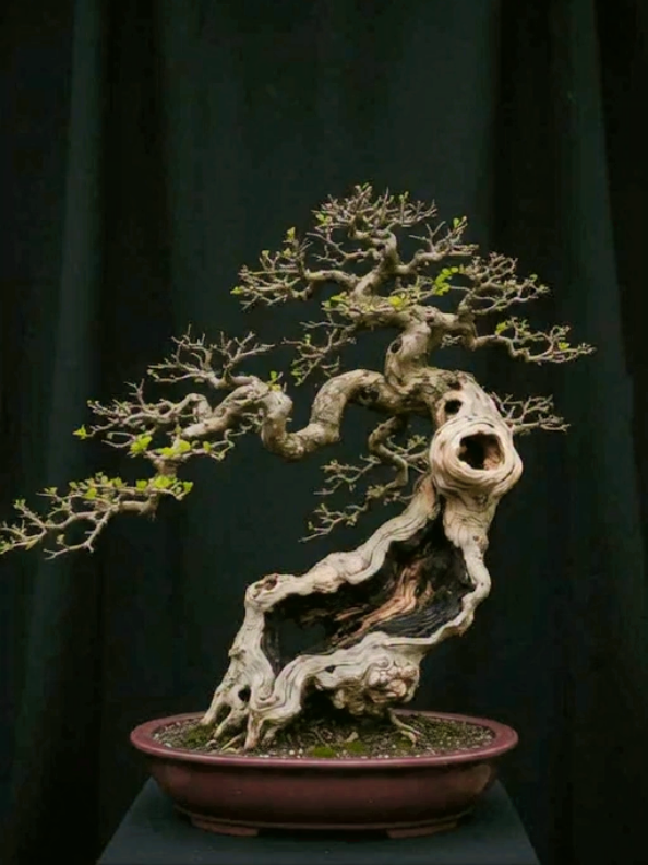 inspirational bonsai trees #bonsai #bonsailover #bonsaitree 