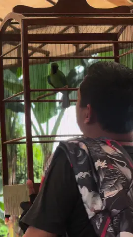 #CapCut  Abis buat kondngan🤣😅😆  #cucakijo #cucakijoindonesia #kicaumaniaindonesia #kicaumania 